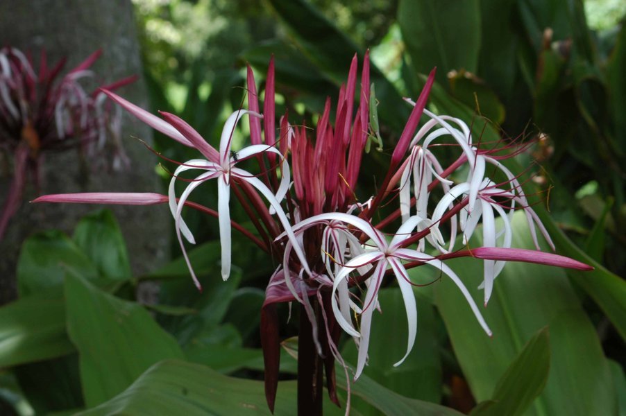Flor tropical - islas Hawaii - EEUU 4